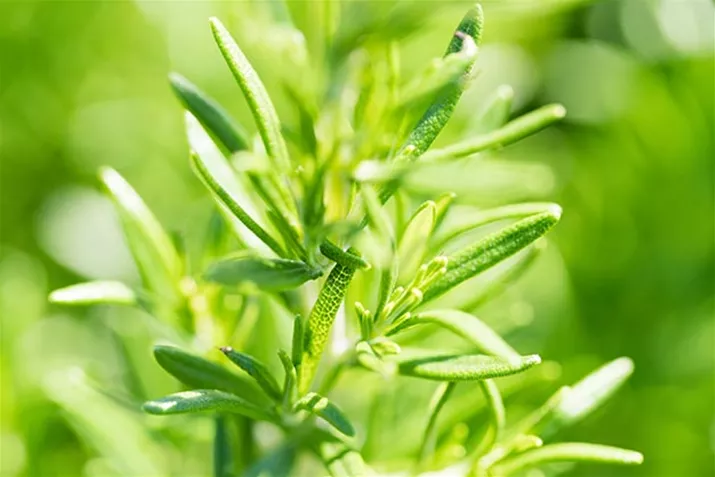 Rosmarin_Abraxmaxx_Volmary.jpg Rosmarin_Abraxmaxx_Volmary.jpg