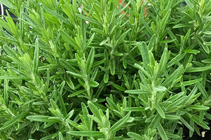 Rosmarin_Britania_Compact_Volmary.jpg Rosmarin_Britania_Compact_Volmary.jpg