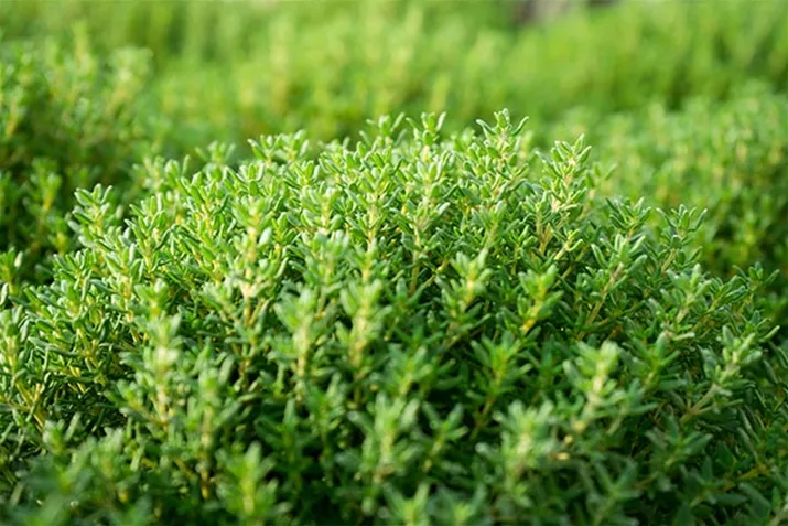 Thymian_Fredo_Volmary.jpg Thymian_Fredo_Volmary.jpg