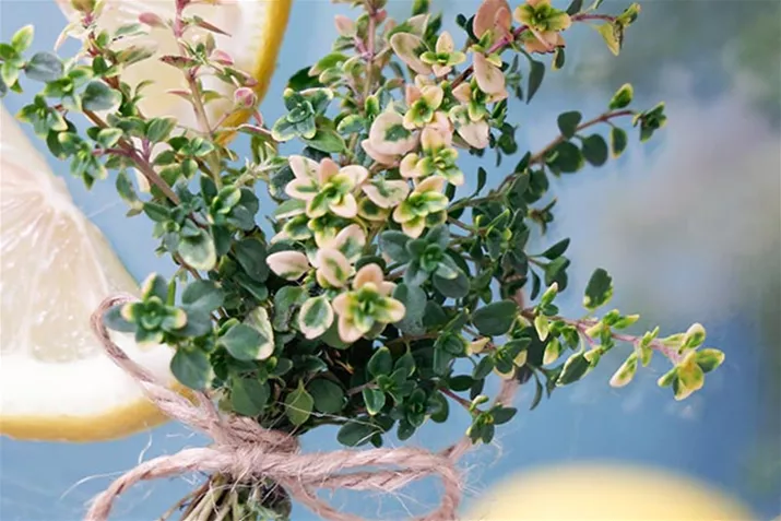 Zitronenthymian_Cascata_Volmary.jpg Zitronenthymian_Cascata_Volmary.jpg