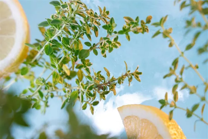 Zitronenthymian_Gold_Volmary.jpg Zitronenthymian_Gold_Volmary.jpg