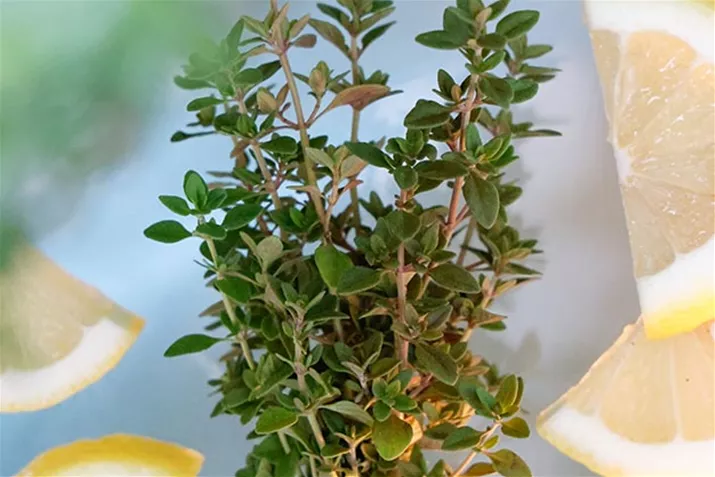 Zitronenthymian_Green_Volmary.jpg Zitronenthymian_Green_Volmary.jpg