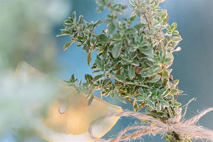 Zitronenthymian_Silver_Volmary.jpg Zitronenthymian_Silver_Volmary.jpg