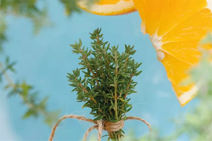 Orangen_Thymian_Volmary.jpg Orangen_Thymian_Volmary.jpg