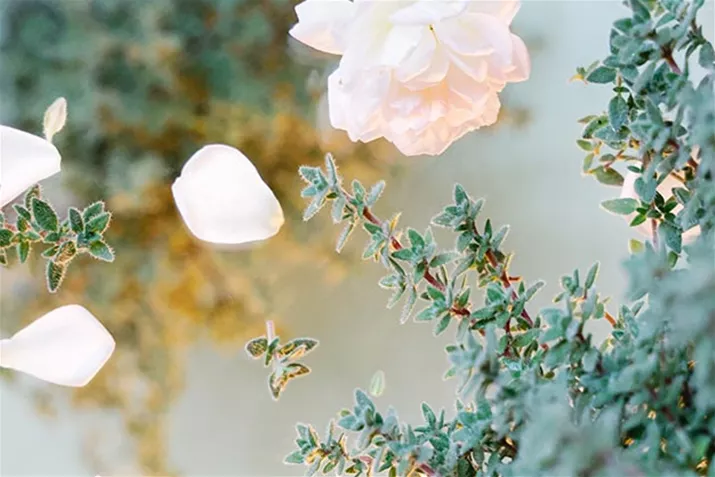 Rosen_Thymian_Volmary.jpg Rosen_Thymian_Volmary.jpg