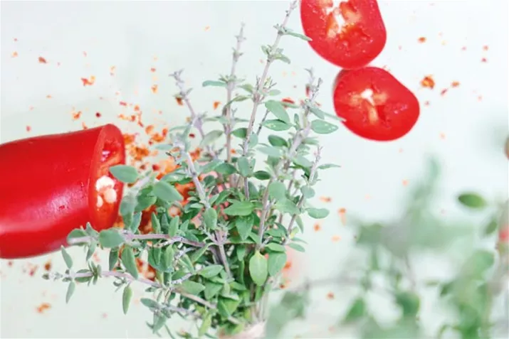 Chili_Thymian_Volmary.jpg Chili_Thymian_Volmary.jpg