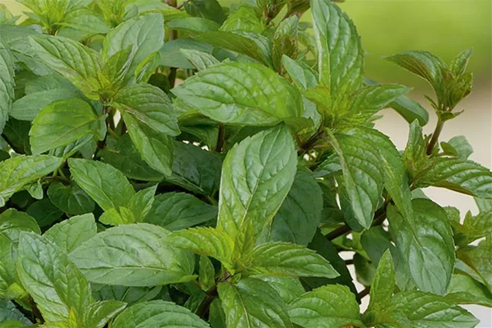 Schokoladen_Minze_Volmary.jpg Schokoladen_Minze_Volmary.jpg