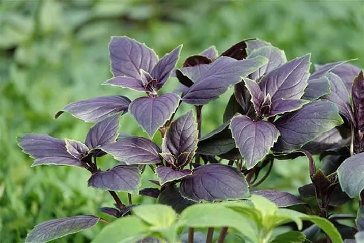 Blatt_Basilikum_Copa_Red_Grteen_Shades.jpg Blatt_Basilikum_Copa_Red_Grteen_Shades.jpg