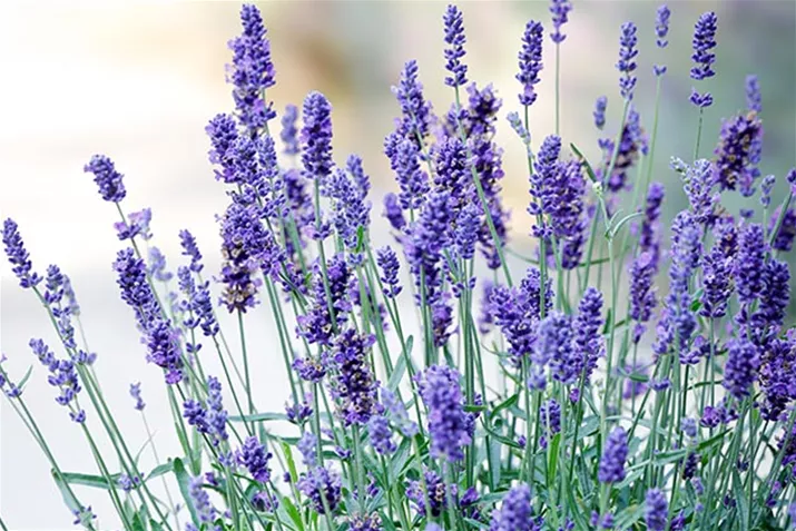 Duft_Lavendel_Impressa.jpg Duft_Lavendel_Impressa.jpg