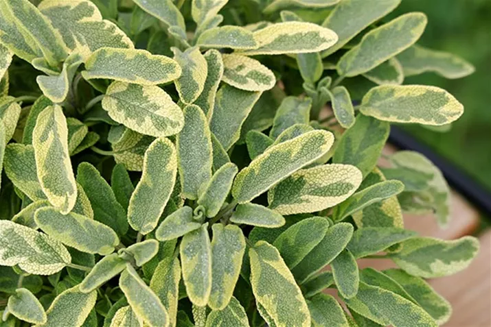 Salbei_Mandala_Gold.jpg Salbei_Mandala_Gold.jpg