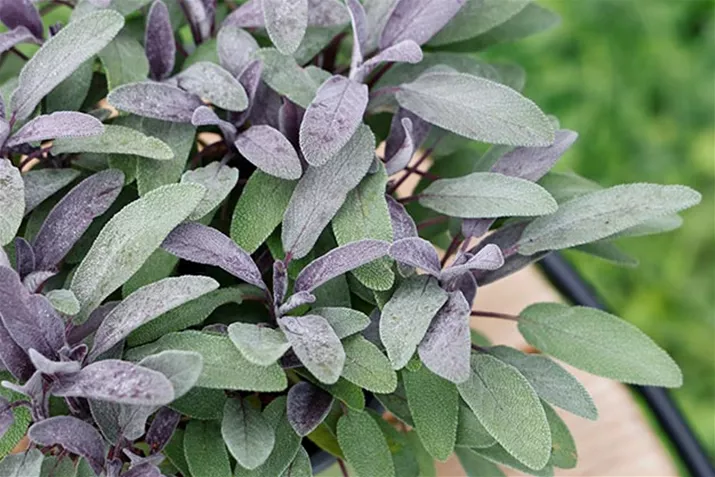 salbei_Mandala_Purpur.jpg salbei_Mandala_Purpur.jpg