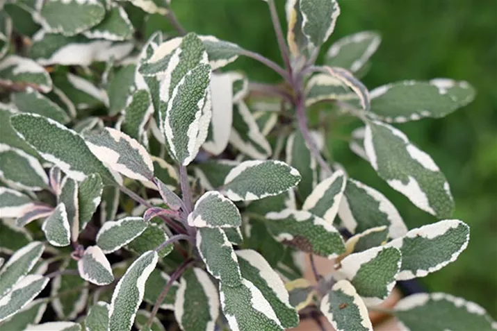 Salbei_Mandala_Tricolor.jpg Salbei_Mandala_Tricolor.jpg