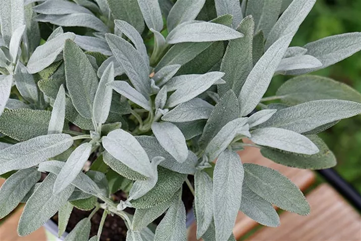 Salbei_Mandala_Silver.jpg Salbei_Mandala_Silver.jpg