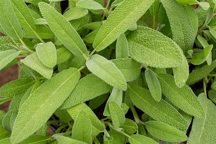 Salbei_Evita_Strong.jpg Salbei_Evita_Strong.jpg