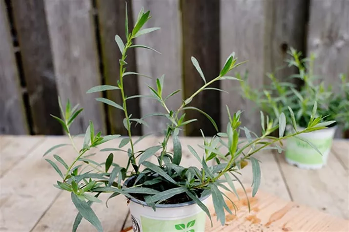 Franzoesischer_Estragon_Vienco.jpg Franzoesischer_Estragon_Vienco.jpg