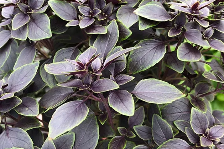 Blatt-Basilikum_Petite_Red_Green_Shades.jpg Blatt-Basilikum_Petite_Red_Green_Shades.jpg