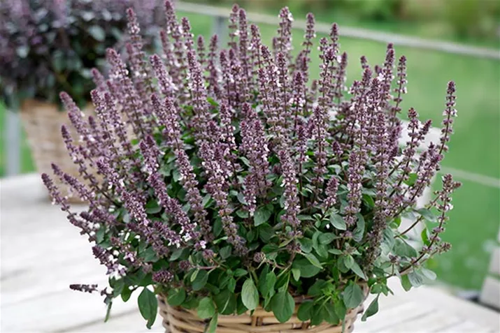 Basilikum_Belmona_Purple.jpg Basilikum_Belmona_Purple.jpg