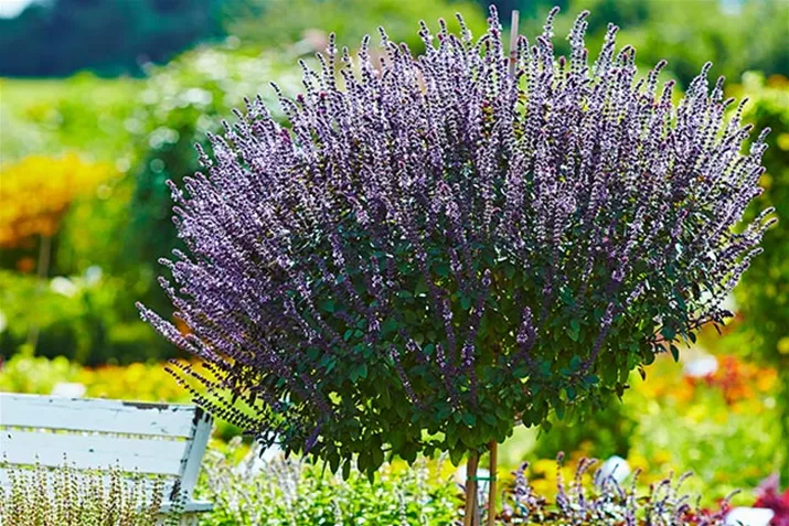 Basilikum_Magic-Blue.jpg Basilikum_Magic-Blue.jpg