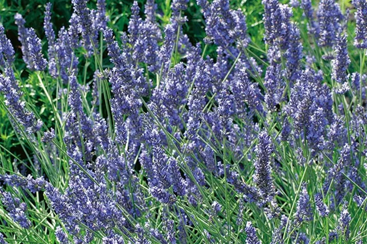 Lavendel_Grosso_Volmary.jpg Lavendel_Grosso_Volmary.jpg