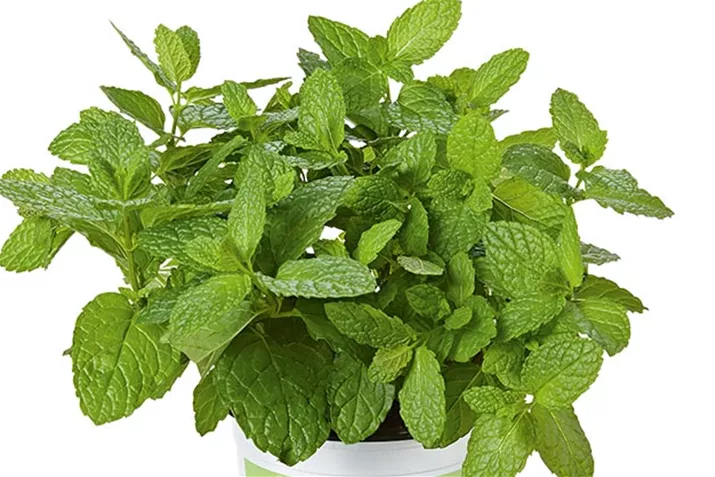 Minze_Casablanca.jpg Minze_Casablanca.jpg