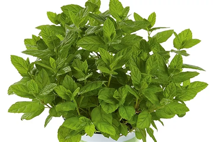 Minze_Garden_Mint.jpg Minze_Garden_Mint.jpg