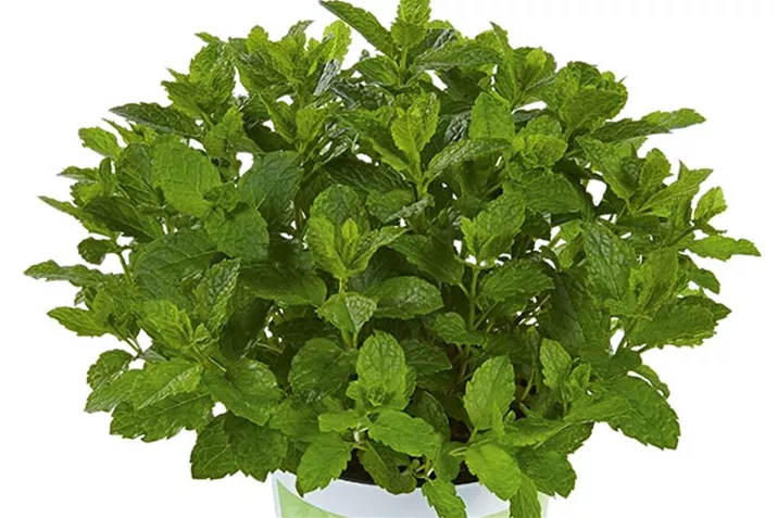 Minze_Marokko.jpg Minze_Marokko.jpg