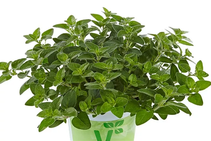 Oregano_Margeritha_Volmary.jpg Oregano_Margeritha_Volmary.jpg