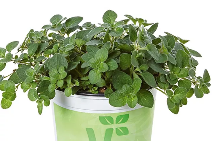 Oregano_Poncho.jpg Oregano_Poncho.jpg