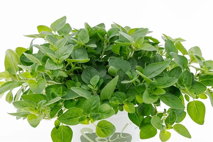 Oregano_Vita-Green.jpg Oregano_Vita-Green.jpg