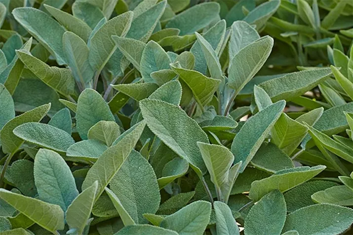 Salbei_Culinaria.jpg Salbei_Culinaria.jpg