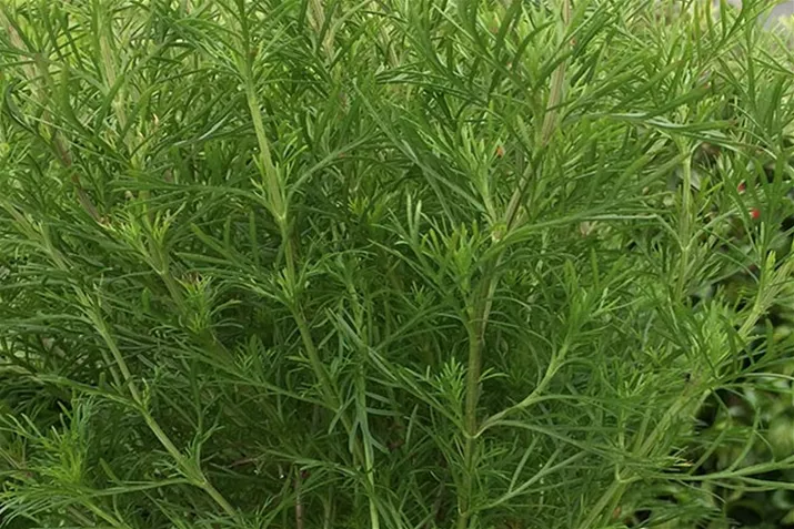 Tagetes_Salmi_Volmary.jpg Tagetes_Salmi_Volmary.jpg