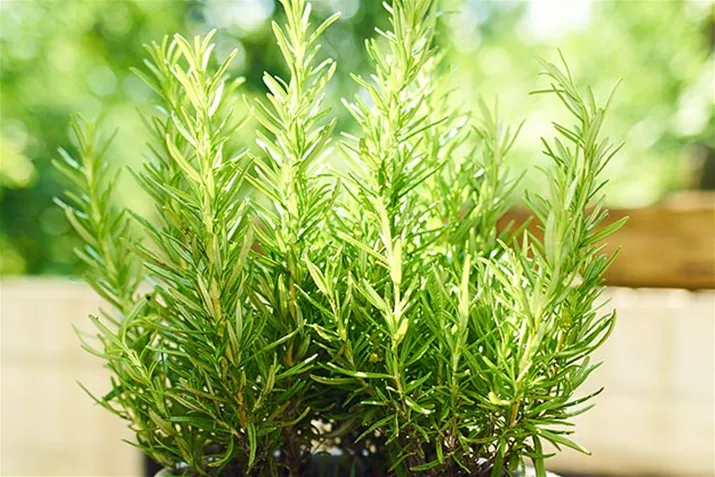 Rosmarin_Abraxas.jpg Rosmarin_Abraxas.jpg