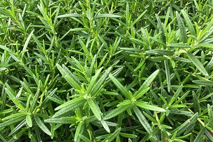 Rosmarnii_Riviera_Bush.jpg Rosmarnii_Riviera_Bush.jpg