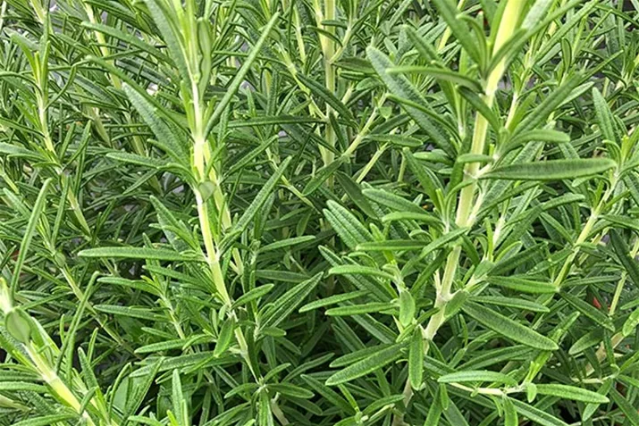 Rosmarin_Britania.jpg Rosmarin_Britania.jpg