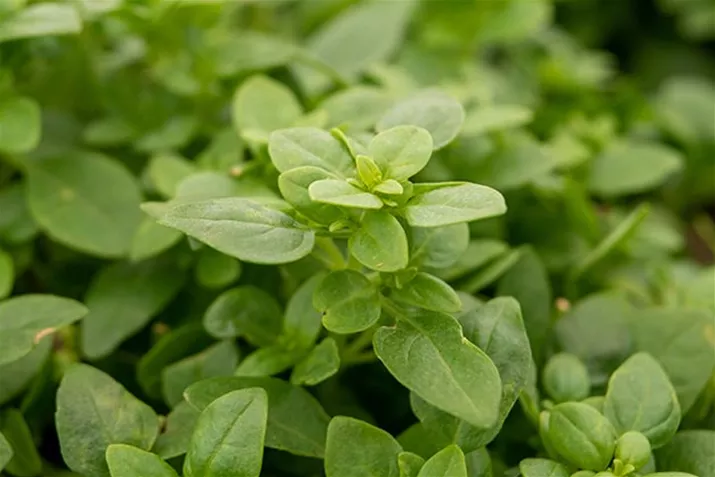 Basilikum_Copa_Petite_Green.jpg Basilikum_Copa_Petite_Green.jpg