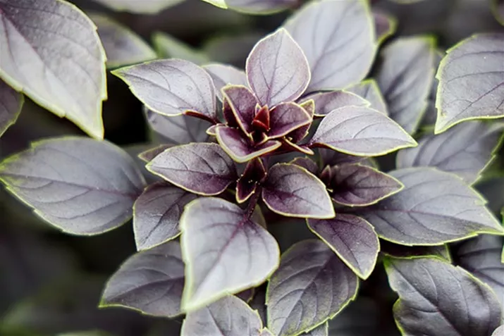 Basilikum_Copa_Petite_Red.jpg Basilikum_Copa_Petite_Red.jpg