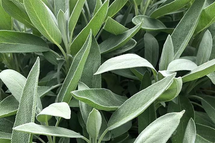 Salbei_Evita_Compact.jpg Salbei_Evita_Compact.jpg