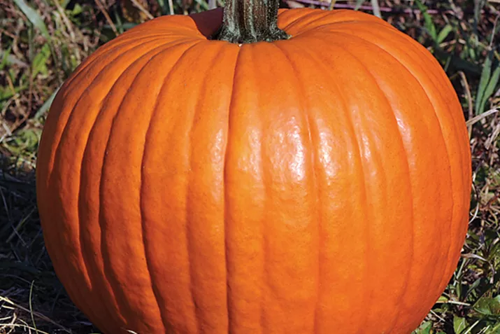 Racer_Plus_Volmary.jpg Racer_Plus_Volmary.jpg