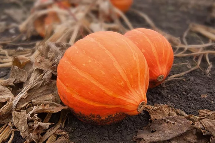 Hokkaido_Amoro_Volmary.jpg Hokkaido_Amoro_Volmary.jpg