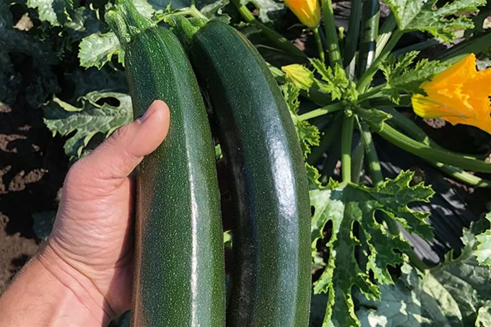 Divara_Green_Onega_Volmary.jpg Divara_Green_Onega_Volmary.jpg