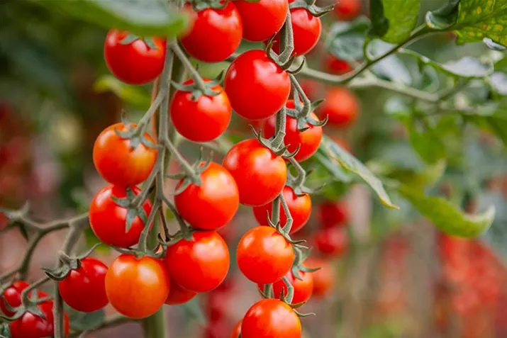 Samenfeste_Bio_Tomate_Cheralita.jpg Samenfeste_Bio_Tomate_Cheralita.jpg