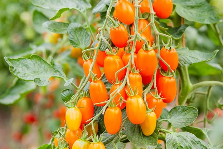 Samenfeste_Bio_Tomate_Ormato.jpg Samenfeste_Bio_Tomate_Ormato.jpg