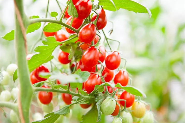 Samenfeste_BIO_Tomate_Petita.jpg Samenfeste_BIO_Tomate_Petita.jpg