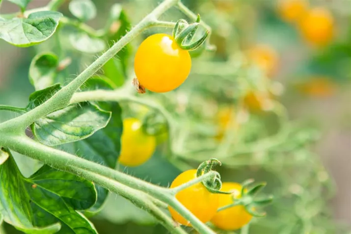 Samenfeste_BIO_Tomate_Yellow-Clementine.jpg