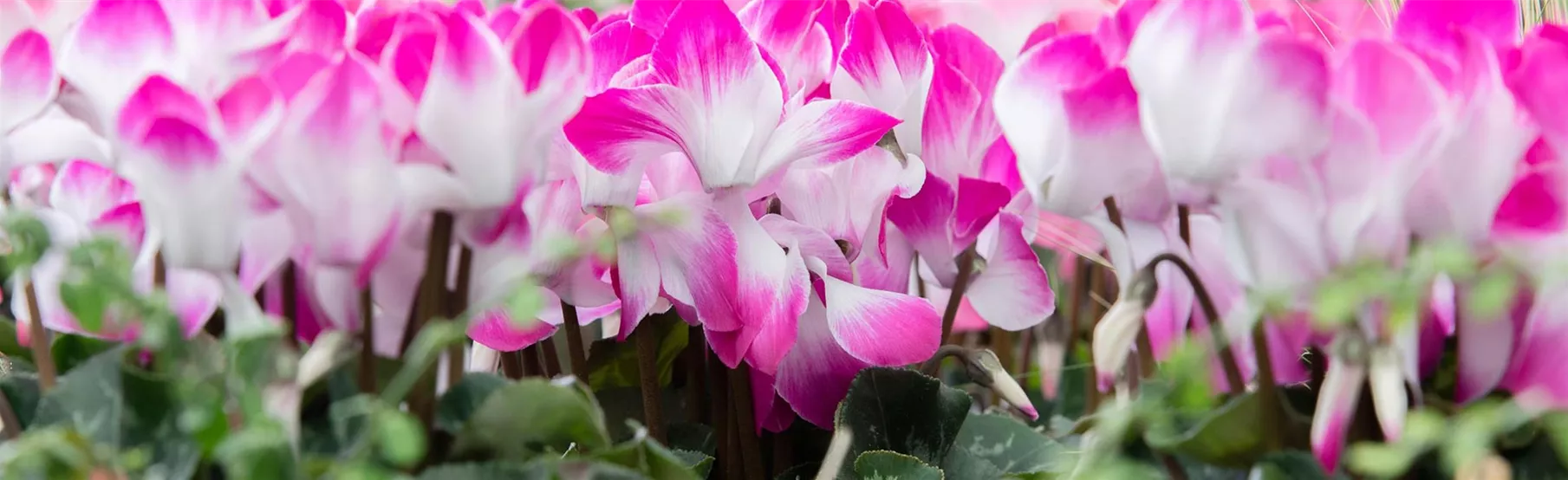 Cyclamen.jpg