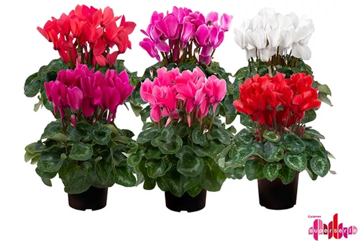 Cyclamen-Super-Serie_Leopardo.jpg