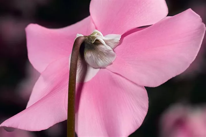 Cyclamen-Elfjes_Pink.jpg