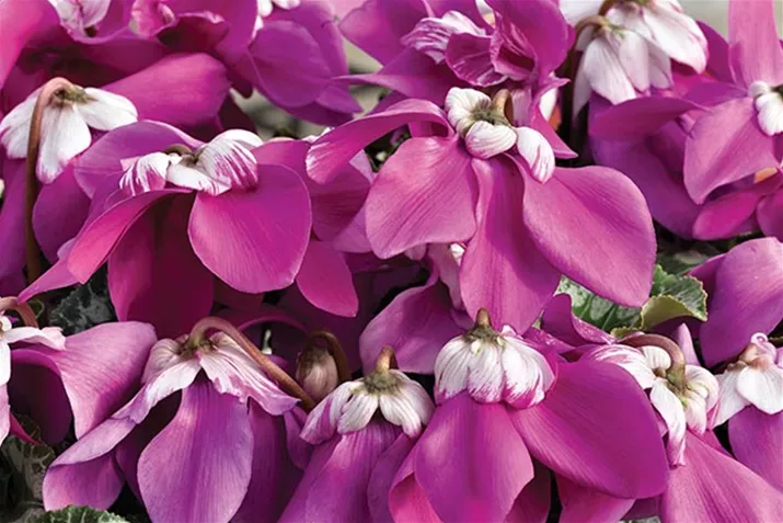 Cyclamen-Elfjes_Violet.jpg