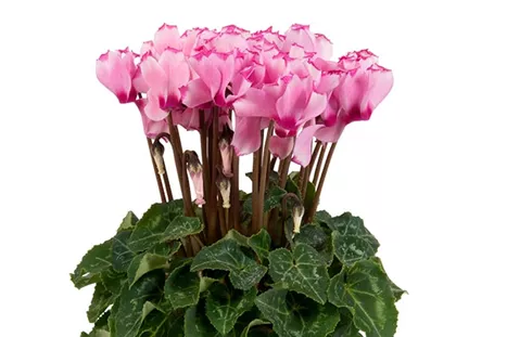 Cyclame_Super-Serie_Verano_Victoria_Light-Pink.jpg