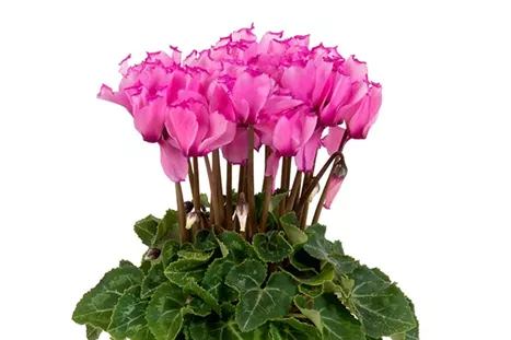 Cyclame_Super-Serie_Verano_Victoria_Pink.jpg